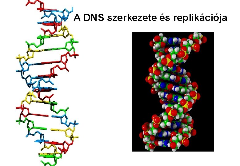 A DNS szerkezete és replikációja 