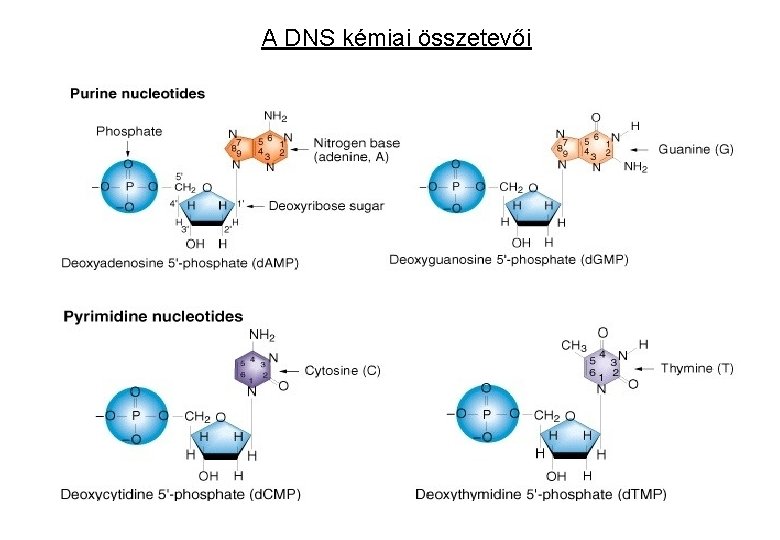 A DNS kémiai összetevői 