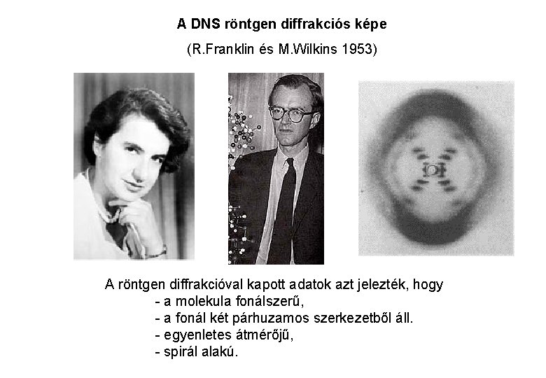 A DNS röntgen diffrakciós képe (R. Franklin és M. Wilkins 1953) A röntgen diffrakcióval