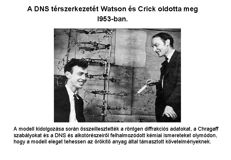 A DNS térszerkezetét Watson és Crick oldotta meg l 953 -ban. A modell kidolgozása