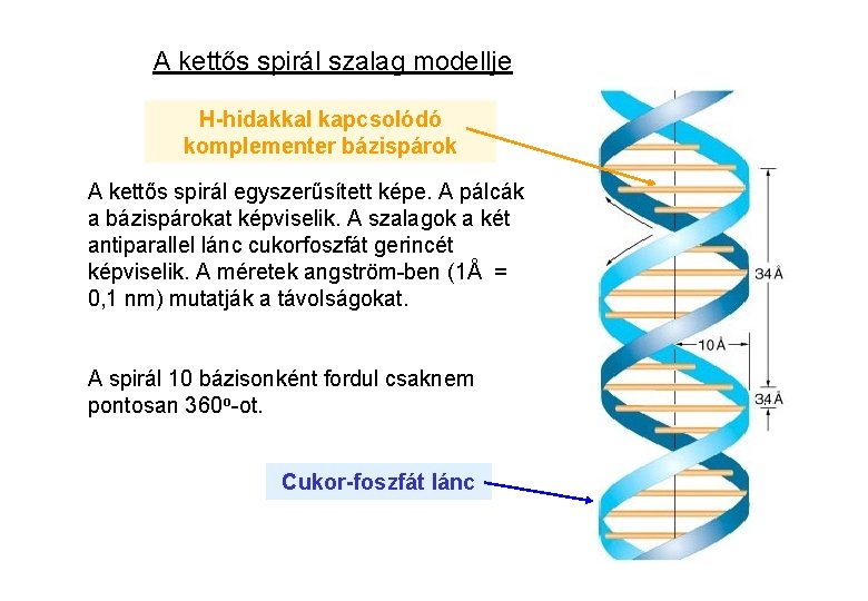 A kettős spirál szalag modellje H-hidakkal kapcsolódó komplementer bázispárok A kettős spirál egyszerűsített képe.