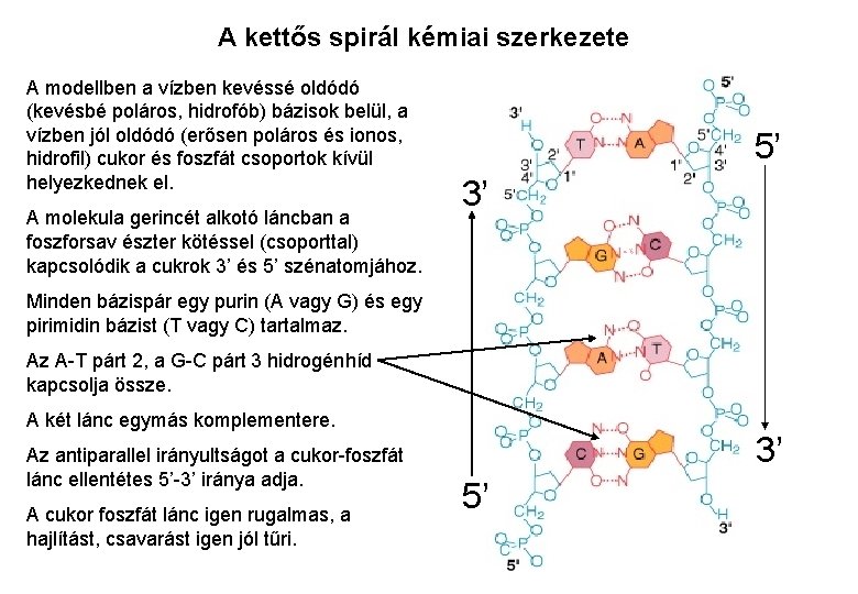A kettős spirál kémiai szerkezete A modellben a vízben kevéssé oldódó (kevésbé poláros, hidrofób)