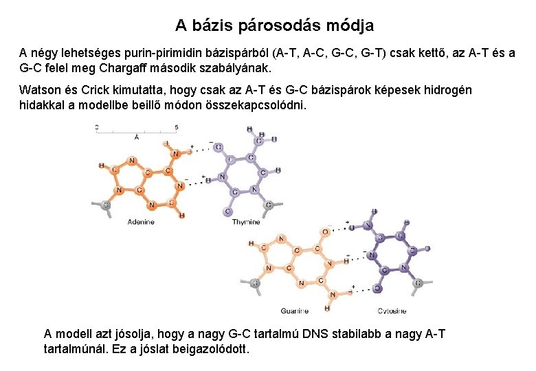 A bázis párosodás módja A négy lehetséges purin-pirimidin bázispárból (A-T, A-C, G-T) csak kettő,