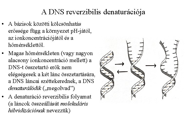 A DNS reverzibilis denaturációja • A bázisok közötti kölcsönhatás erőssége függ a környezet p.