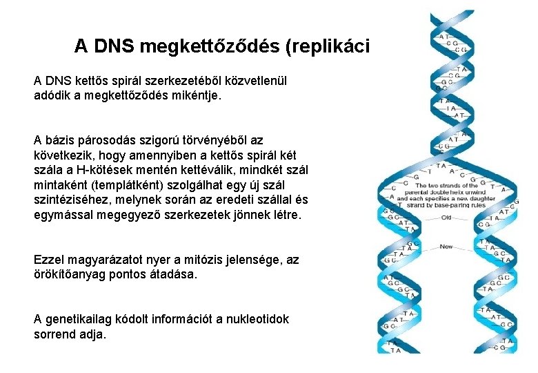 A DNS megkettőződés (replikáció) A DNS kettős spirál szerkezetéből közvetlenül adódik a megkettőződés mikéntje.