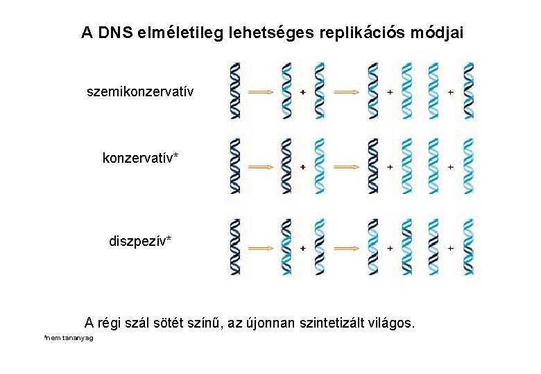 A DNS elméletileg lehetséges replikációs módjai szemikonzervatív* diszpezív* A régi szál sötét színű, az