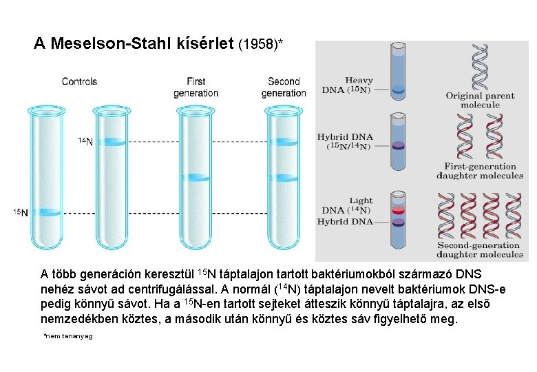 A Meselson-Stahl kísérlet (1958)* A több generáción keresztül 15 N táptalajon tartott baktériumokból származó