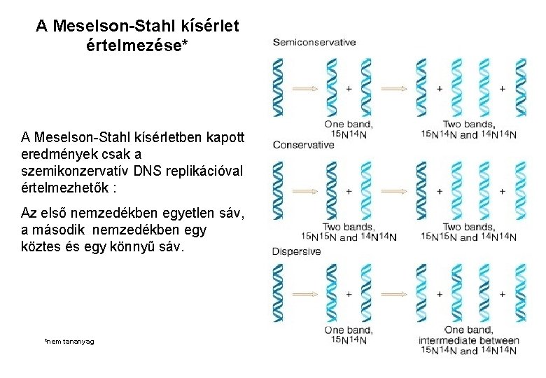 A Meselson-Stahl kísérlet értelmezése* A Meselson-Stahl kísérletben kapott eredmények csak a szemikonzervatív DNS replikációval