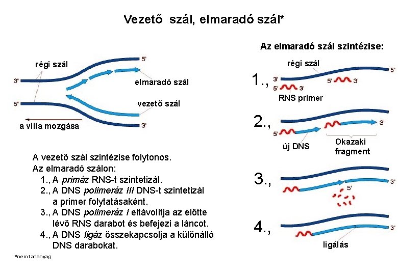 Vezető szál, elmaradó szál* Az elmaradó szál szintézise: régi szál elmaradó szál 1. ,