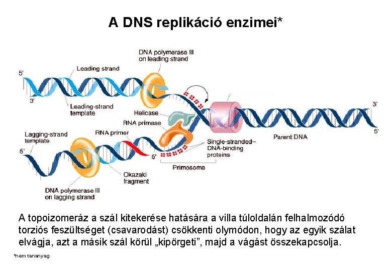 A DNS replikáció enzimei* topoizomeráz A topoizomeráz a szál kitekerése hatására a villa túloldalán