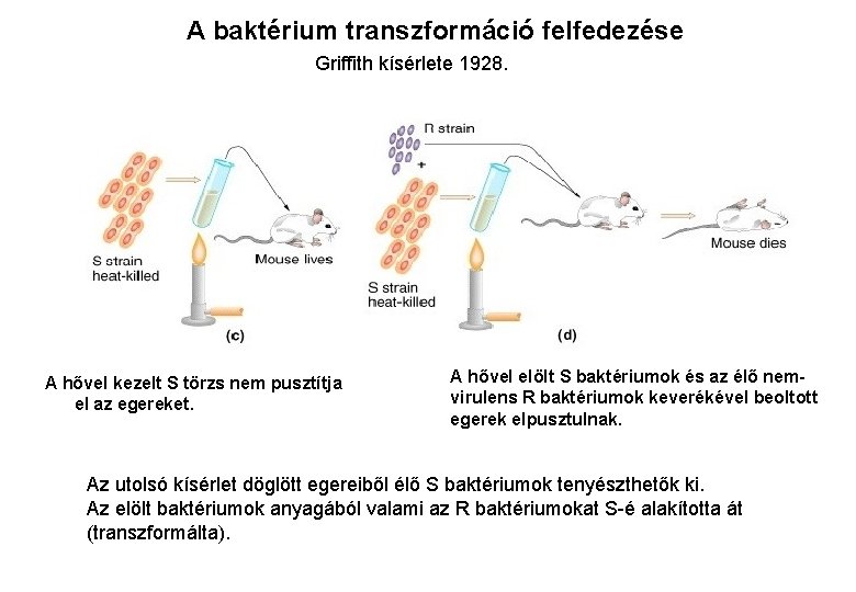 A baktérium transzformáció felfedezése Griffith kísérlete 1928. A hővel kezelt S törzs nem pusztítja