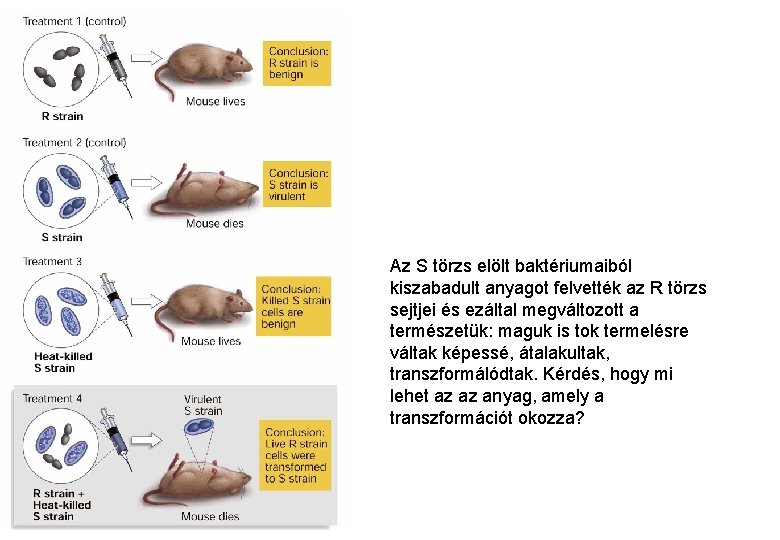 Az S törzs elölt baktériumaiból kiszabadult anyagot felvették az R törzs sejtjei és ezáltal