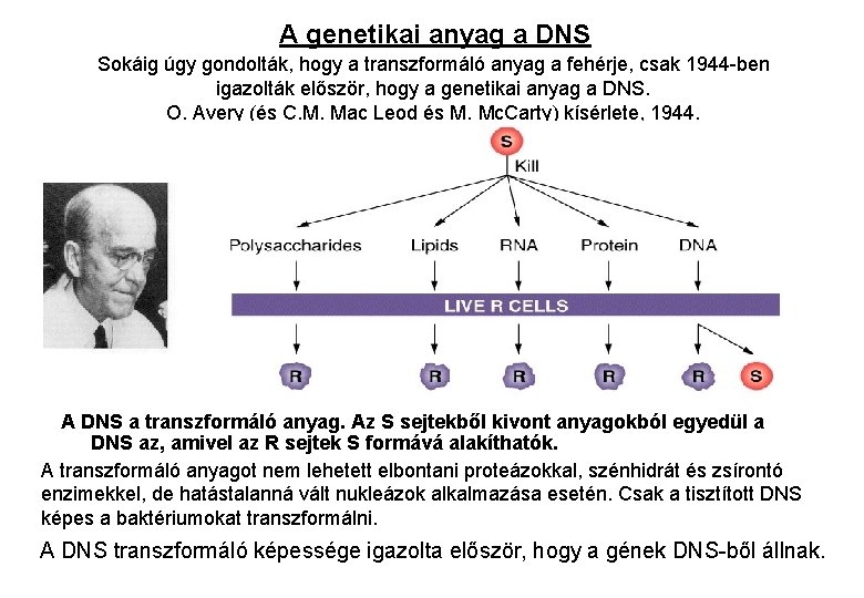 A genetikai anyag a DNS Sokáig úgy gondolták, hogy a transzformáló anyag a fehérje,