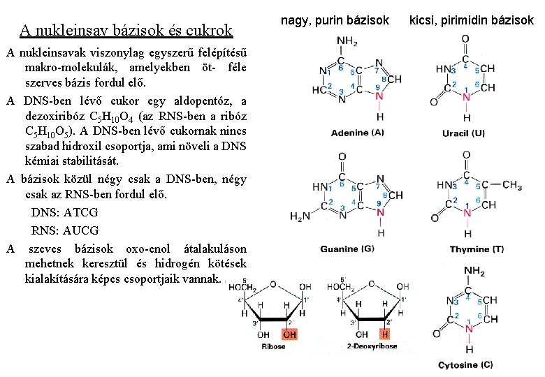 A nukleinsav bázisok és cukrok A nukleinsavak viszonylag egyszerű felépítésű makro-molekulák, amelyekben öt- féle