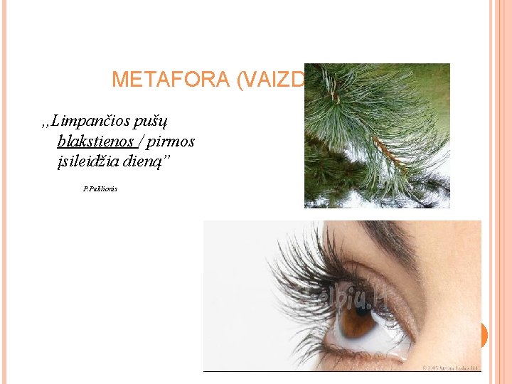 METAFORA (VAIZDAS) , , Limpančios pušų blakstienos / pirmos įsileidžia dieną” P. Palilionis METAFORA (VAIZDAS) , , Limpančios pušų blakstienos / pirmos įsileidžia dieną” P. Palilionis