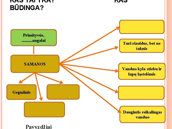 KAS TAI YRA? BŪDINGA? Primityvūs, . . augalai KAS Turi rizoidus, bet ne šaknis KAS TAI YRA? BŪDINGA? Primityvūs, . . augalai KAS Turi rizoidus, bet ne šaknis