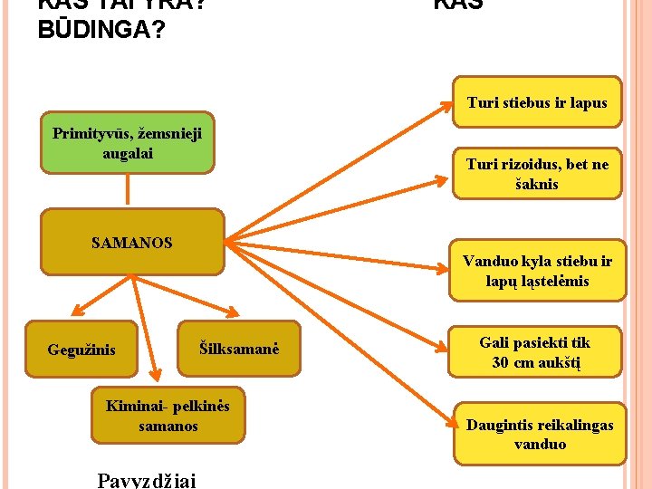 KAS TAI YRA? BŪDINGA? KAS Turi stiebus ir lapus Primityvūs, žemsnieji augalai Turi rizoidus, KAS TAI YRA? BŪDINGA? KAS Turi stiebus ir lapus Primityvūs, žemsnieji augalai Turi rizoidus,