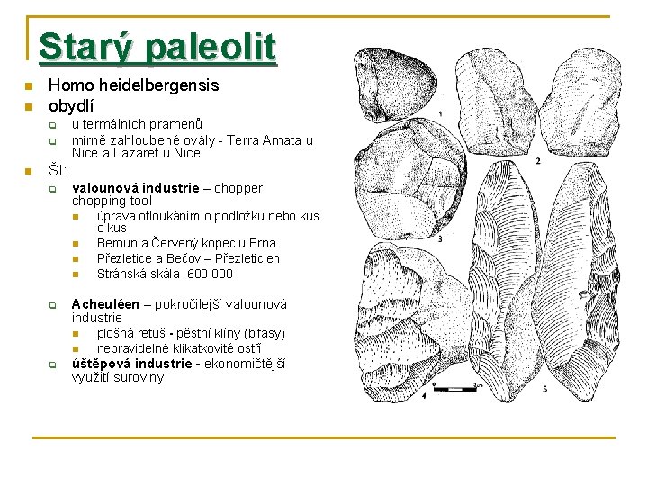 Starý paleolit n n Homo heidelbergensis obydlí q q n u termálních pramenů mírně