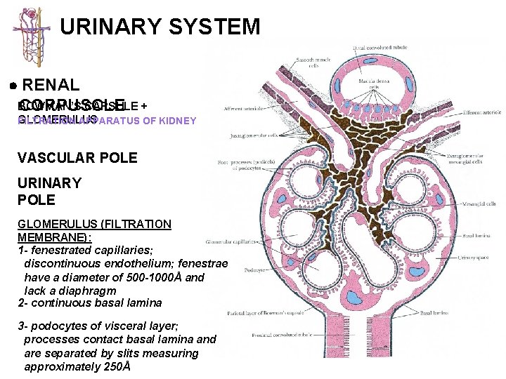 URINARY SYSTEM RENAL BOWMAN’S CAPSULE + CORPUSCLE GLOMERULUS FILTRATION APPARATUS OF KIDNEY VASCULAR POLE
