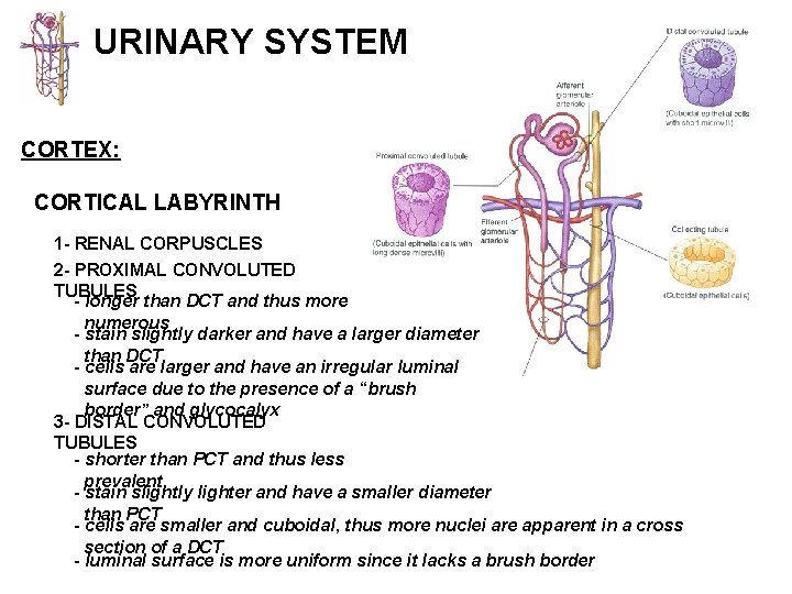 URINARY SYSTEM CORTEX: CORTICAL LABYRINTH 1 - RENAL CORPUSCLES 2 - PROXIMAL CONVOLUTED TUBULES