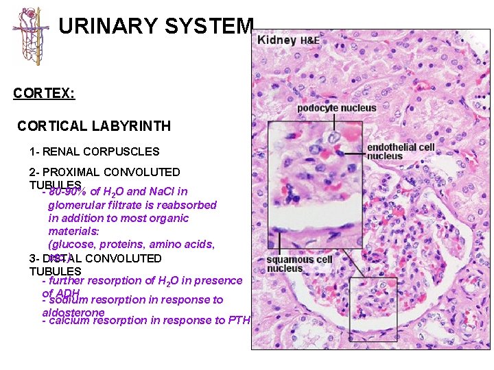 URINARY SYSTEM CORTEX: CORTICAL LABYRINTH 1 - RENAL CORPUSCLES 2 - PROXIMAL CONVOLUTED TUBULES