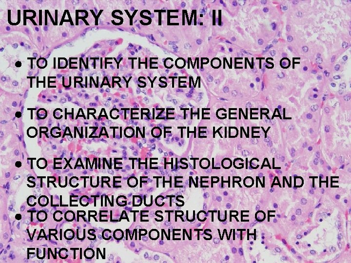 URINARY SYSTEM: II TO IDENTIFY THE COMPONENTS OF THE URINARY SYSTEM TO CHARACTERIZE THE