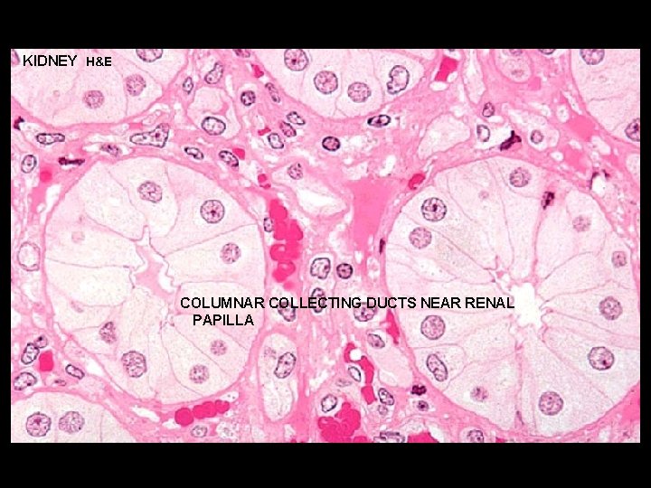 KIDNEY H&E COLUMNAR COLLECTING DUCTS NEAR RENAL PAPILLA 