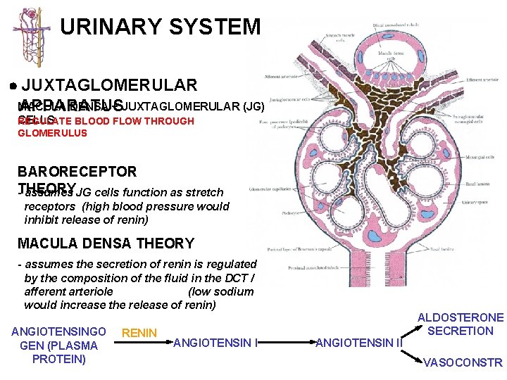 URINARY SYSTEM JUXTAGLOMERULAR MACULA DENSA + JUXTAGLOMERULAR (JG) APPARATUS CELLS REGULATE BLOOD FLOW THROUGH