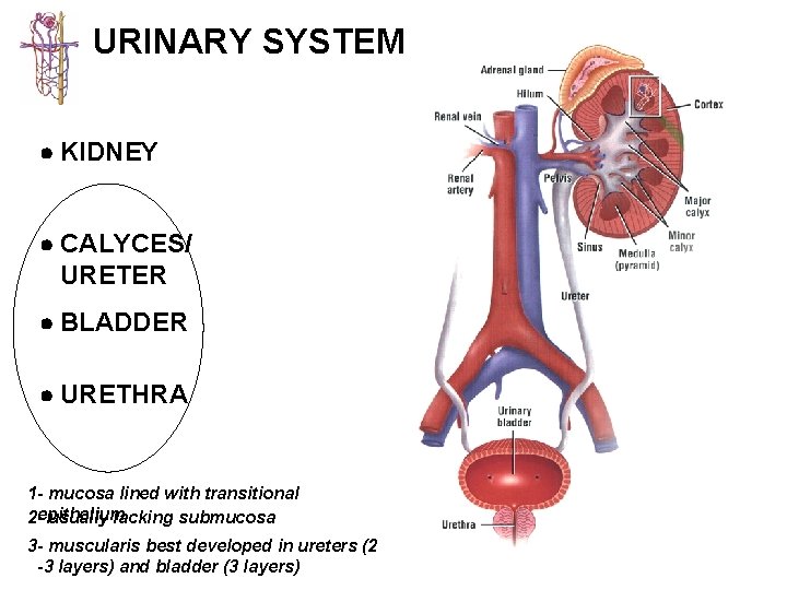 URINARY SYSTEM KIDNEY CALYCES/ URETER BLADDER URETHRA 1 - mucosa lined with transitional 2