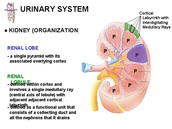 URINARY SYSTEM Cortical Labyrinth with interdigitating Medullary Rays KIDNEY (ORGANIZATION) P RENAL LOBE -