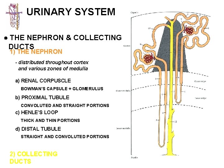 URINARY SYSTEM THE NEPHRON & COLLECTING DUCTS 1) THE NEPHRON - distributed throughout cortex