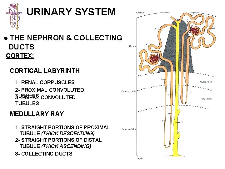 URINARY SYSTEM THE NEPHRON & COLLECTING DUCTS CORTEX: CORTICAL LABYRINTH 1 - RENAL CORPUSCLES