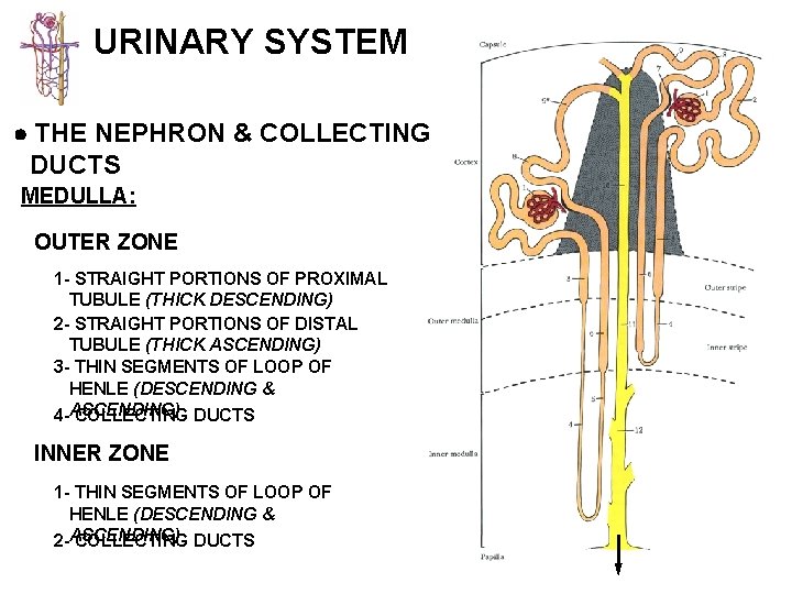 URINARY SYSTEM THE NEPHRON & COLLECTING DUCTS MEDULLA: OUTER ZONE 1 - STRAIGHT PORTIONS