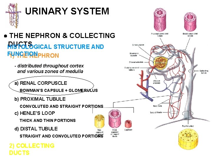 URINARY SYSTEM THE NEPHRON & COLLECTING DUCTS HISTOLOGICAL STRUCTURE AND FUNCTION 1) THE NEPHRON