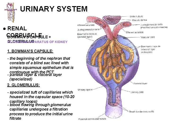 URINARY SYSTEM RENAL CORPUSCLE BOWMAN’S CAPSULE + GLOMERULUS FILTRATION APPARATUS OF KIDNEY 1. BOWMAN’S