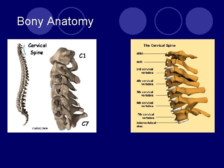 Bony Anatomy 