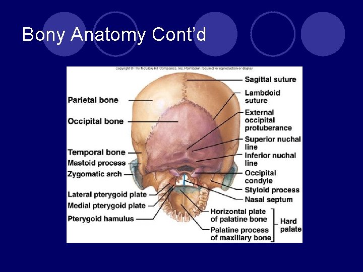 Bony Anatomy Cont’d 