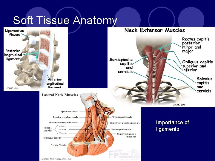 Soft Tissue Anatomy Importance of ligaments 