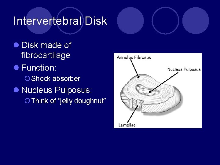 Intervertebral Disk made of fibrocartilage l Function: ¡ Shock absorber l Nucleus Pulposus: ¡