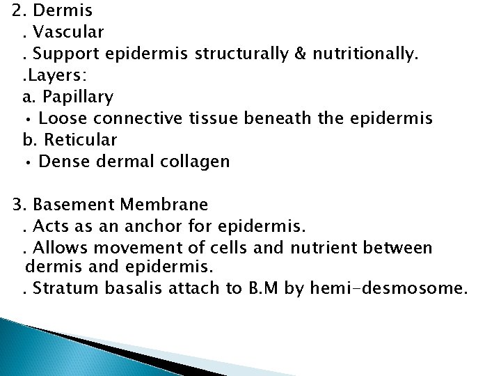2. Dermis. Vascular. Support epidermis structurally & nutritionally. . Layers: a. Papillary • Loose