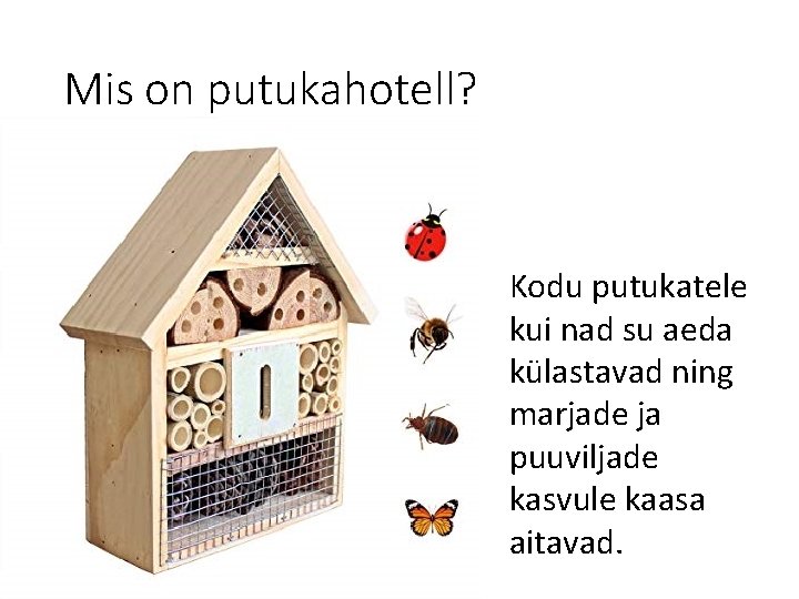 Mis on putukahotell? Kodu putukatele kui nad su aeda külastavad ning marjade ja puuviljade