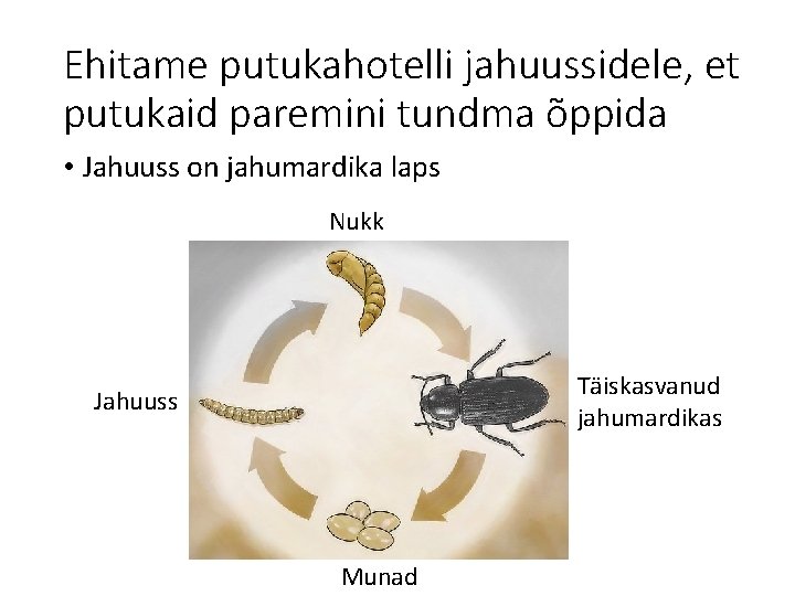 Ehitame putukahotelli jahuussidele, et putukaid paremini tundma õppida • Jahuuss on jahumardika laps Nukk