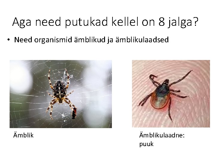 Aga need putukad kellel on 8 jalga? • Need organismid ämblikud ja ämblikulaadsed Ämblikulaadne: