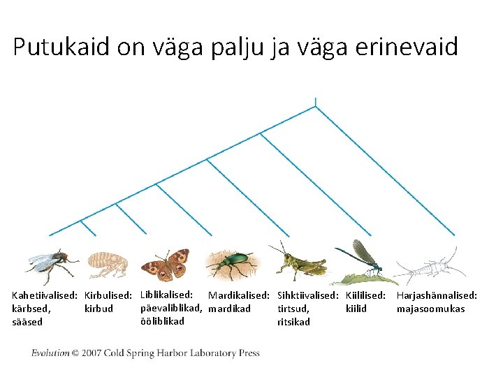 Putukaid on väga palju ja väga erinevaid Kahetiivalised: Kirbulised: Liblikalised: Mardikalised: Sihktiivalised: Kiililised: Harjashännalised: