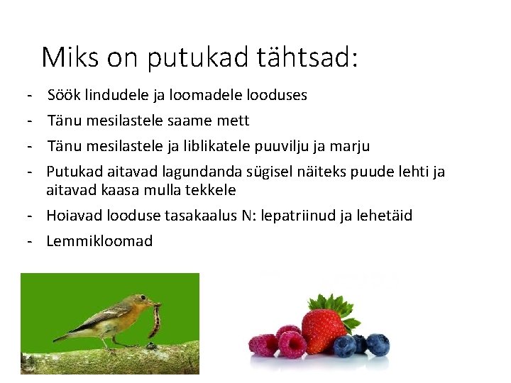 Miks on putukad tähtsad: - Söök lindudele ja loomadele looduses Tänu mesilastele saame mett