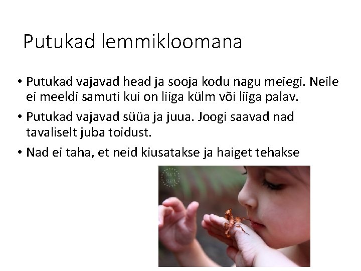 Putukad lemmikloomana • Putukad vajavad head ja sooja kodu nagu meiegi. Neile ei meeldi