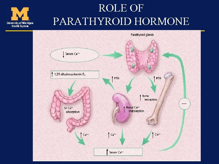 ROLE OF PARATHYROID HORMONE 