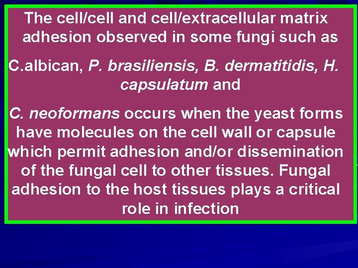 The cell/cell and cell/extracellular matrix adhesion observed in some fungi such as C. albican,