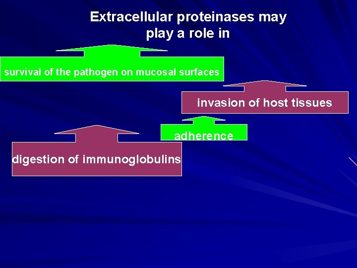 Extracellular proteinases may play a role in survival of the pathogen on mucosal surfaces