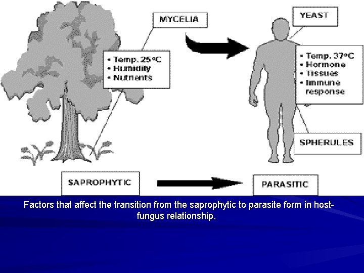 Factors that affect the transition from the saprophytic to parasite form in hostfungus relationship.